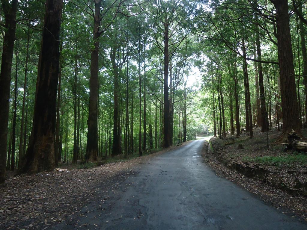 Forest Cyniciam Homestay Ohiya Exterior photo