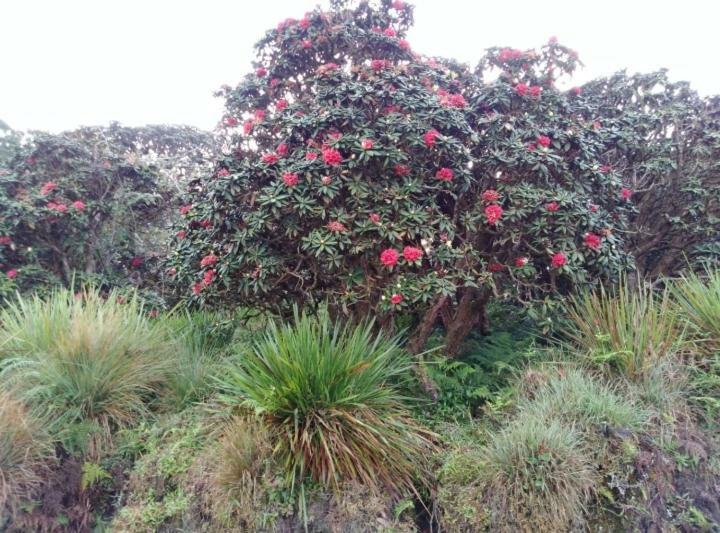 Forest Cyniciam Homestay Ohiya Exterior photo